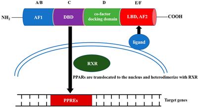 The Role of Peroxisome Proliferator-Activated Receptors in Kidney Diseases